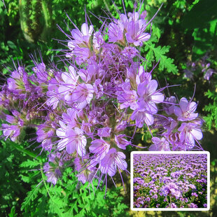 Фацелия (семена 300 гр) Фацелия (семена 300 гр)
