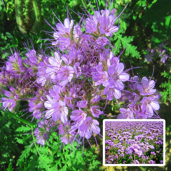 Фацелия (семена 300 гр)