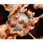 Чем опасны клещи Варроа Чем опасны клещи Варроа