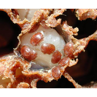 Чем опасны клещи Варроа Чем опасны клещи Варроа